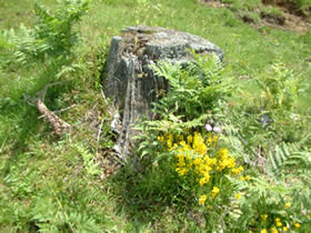Almidylle - Steiner- HÃ¼tten 